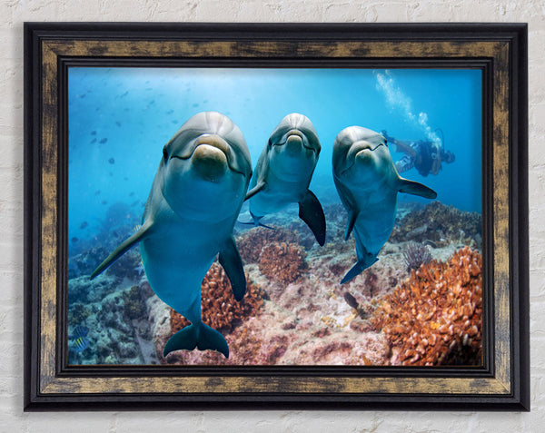 Inquisitive Dolphin Trio Framed Print