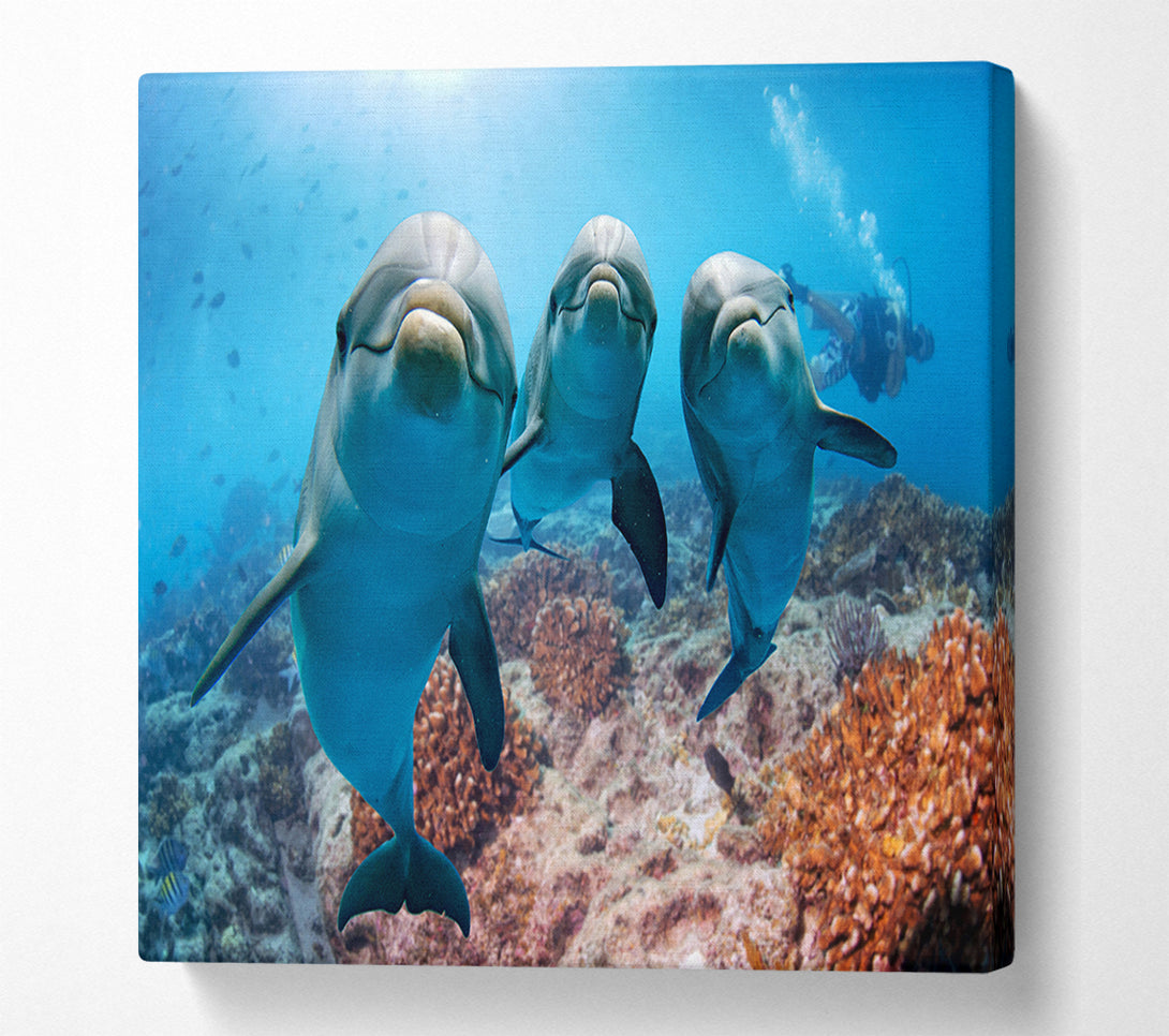  A Canvas Print of Inquisitive Dolphin Trio Canvas Art