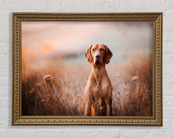Dog Obedience Framed Print