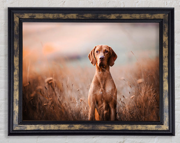 Dog Obedience Framed Print