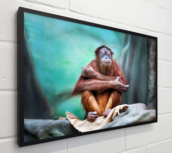 Orangutan Forest