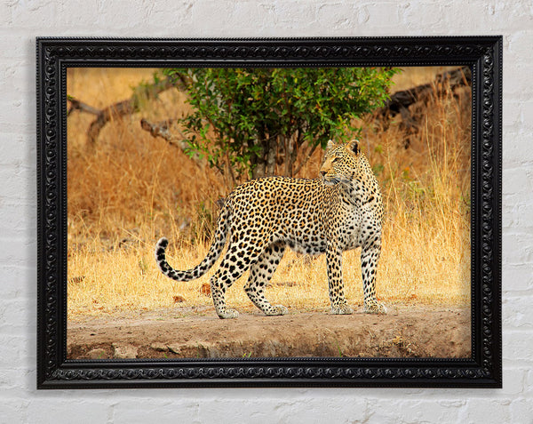 Leopard Watch Framed Print