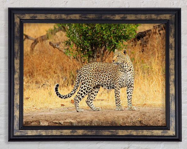 Leopard Watch Framed Print