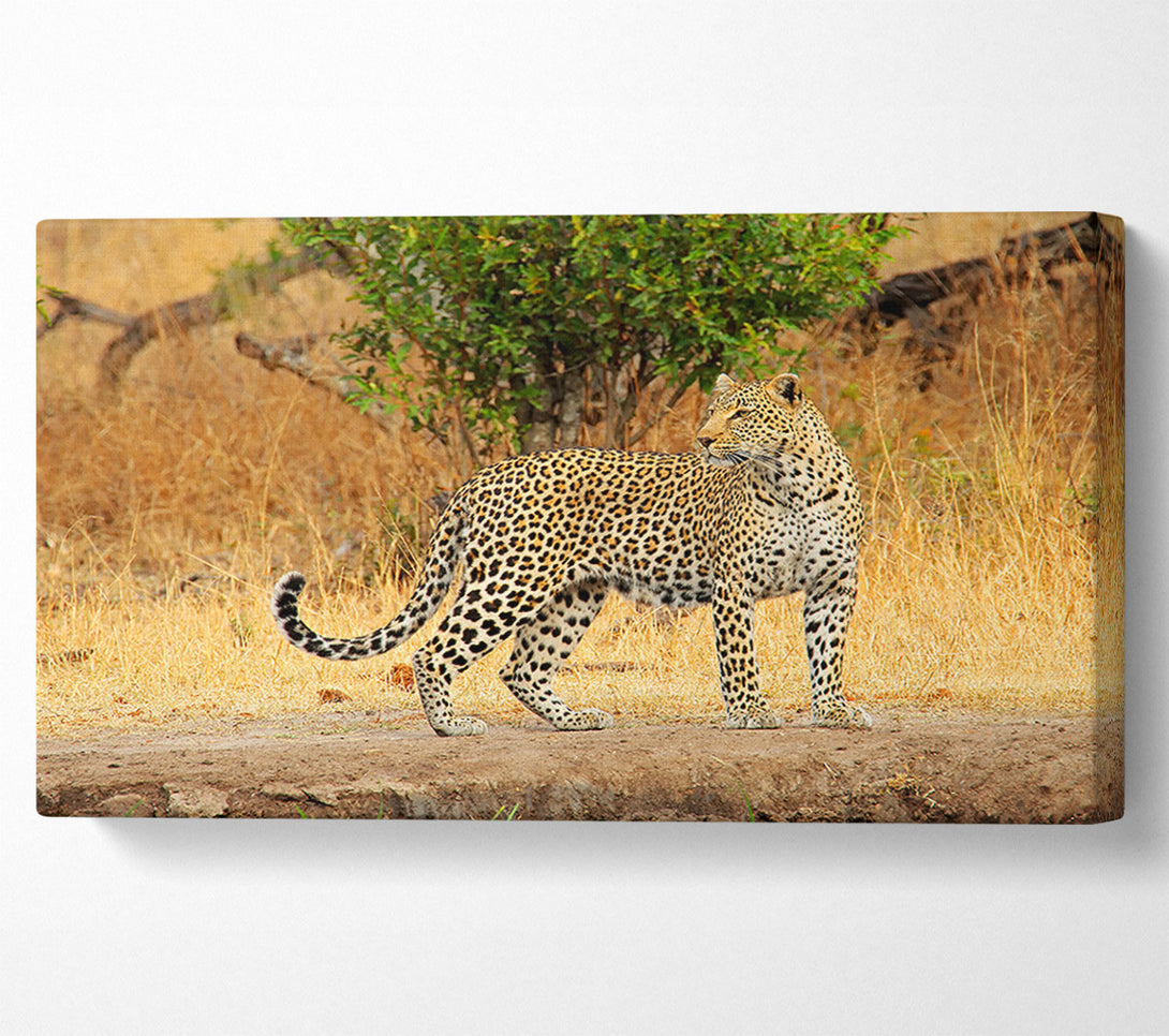  A Canvas Print of Leopard Watch Canvas Print