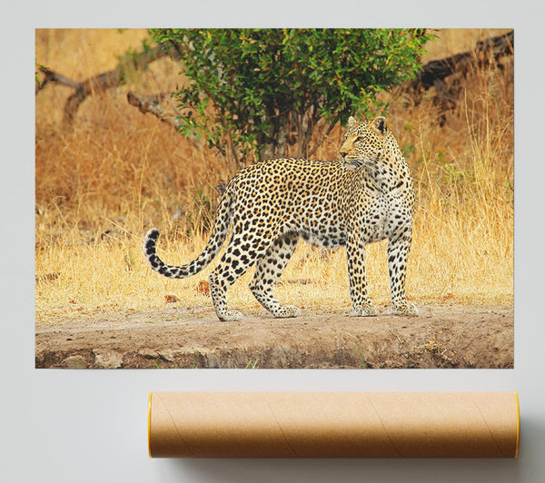 Leopard Watch Poster