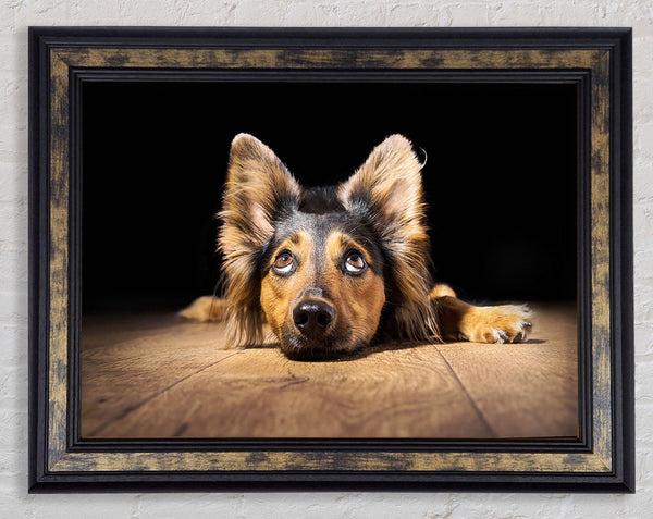 Dog Love Framed Print
