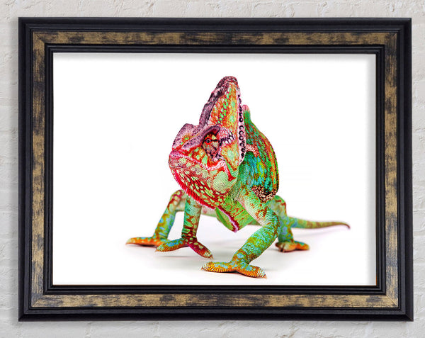 Chameleon Walk Framed Print