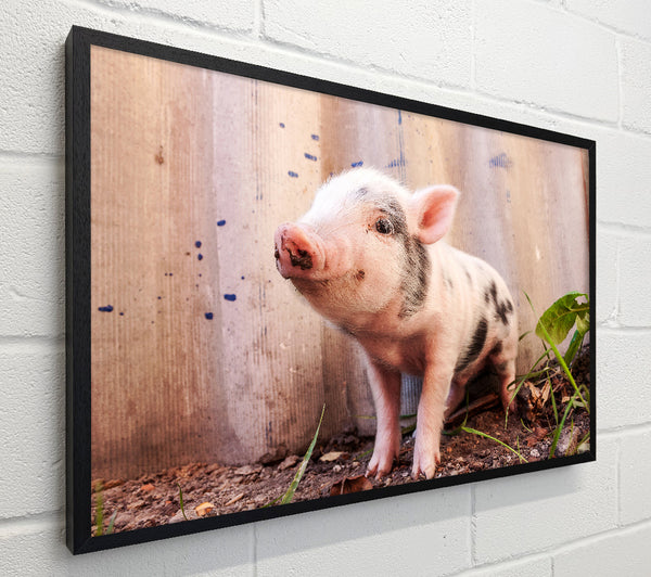 Micro Pig