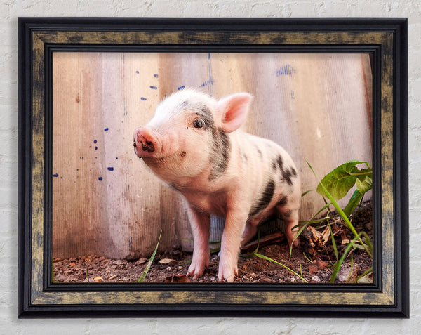 Micro Pig Framed Print