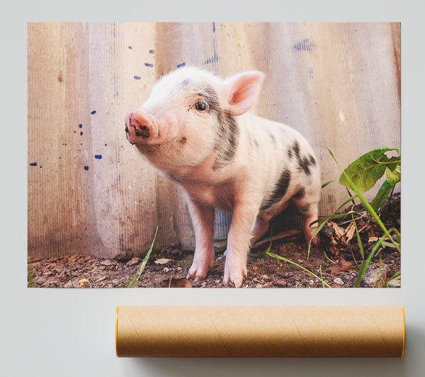 Micro Pig Print