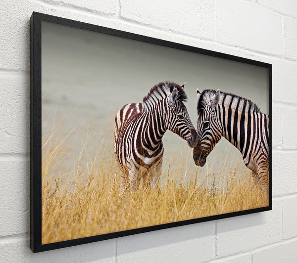 Mother and Baby Zebra