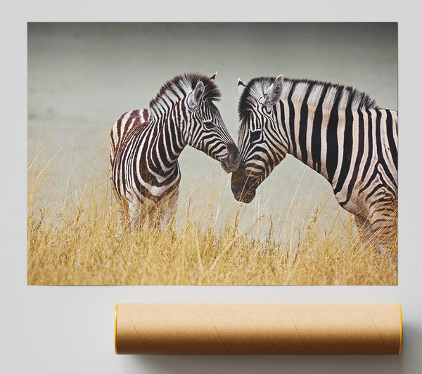Mother And Baby Zebra Giclee Print