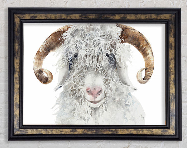 Sheep Beauty Framed Print