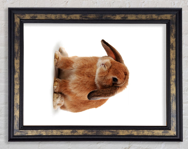 Bunny Sad Ears Framed Print