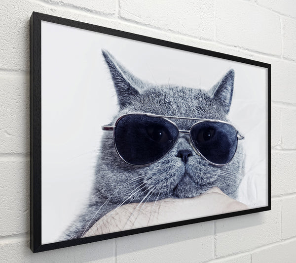 Kitty Cat Cool