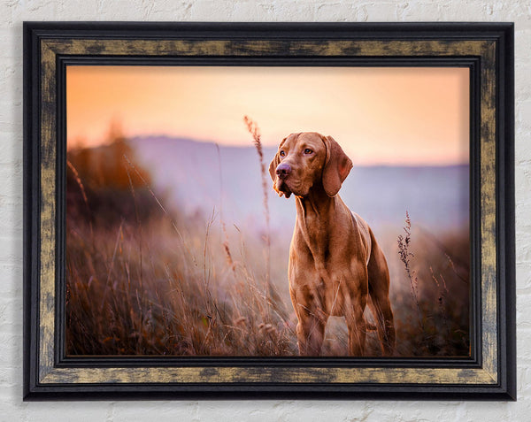 Vizsla Sunset Dog Framed Print