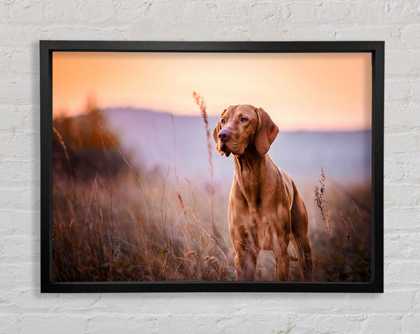 Vizsla Sonnenuntergang Hund