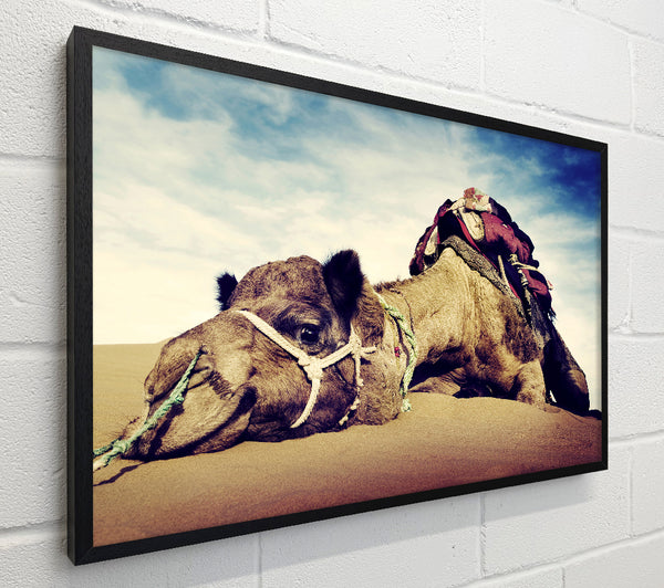 Camel Rest