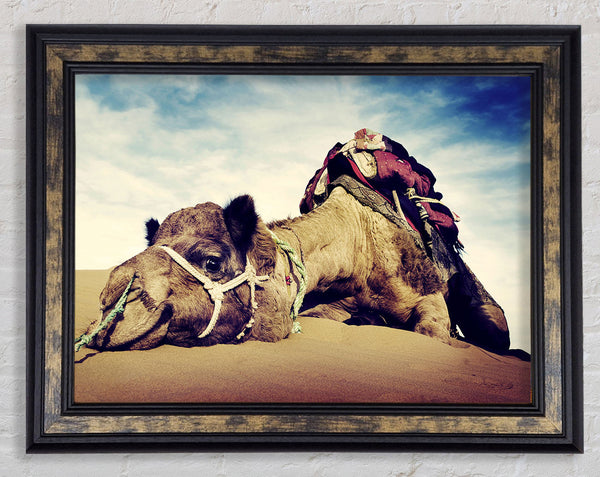 Camel Rest Framed Print
