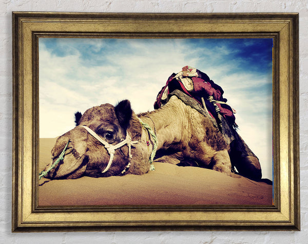 Camel Rest