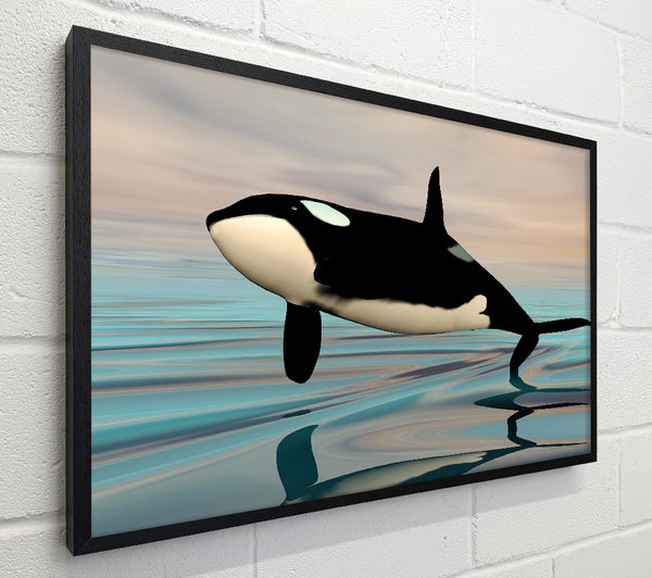 Killer Whale Jump