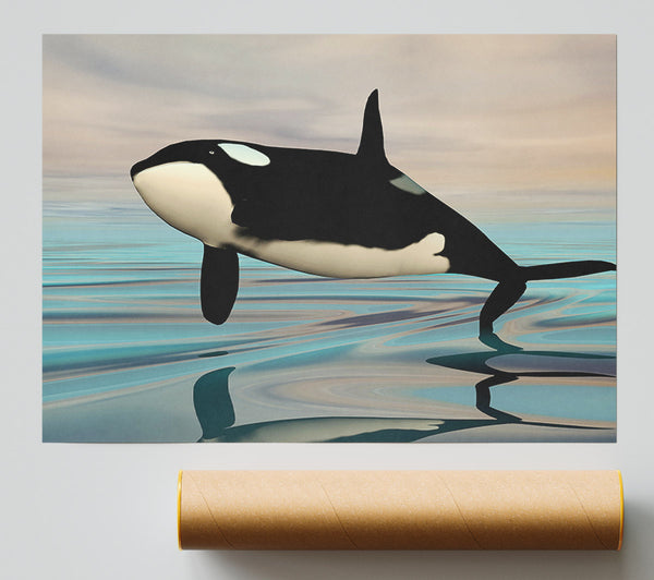 Killer Whale Jump Poster