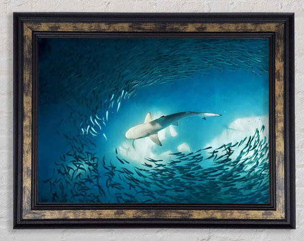 Avoiding the Shark Framed Print
