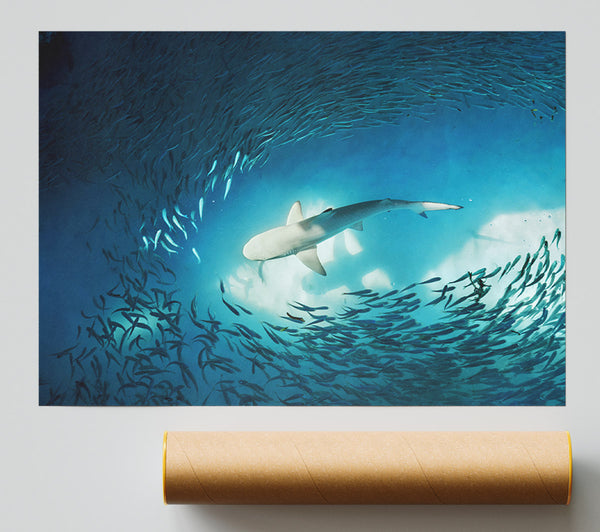Avoiding The Shark Giclee Print