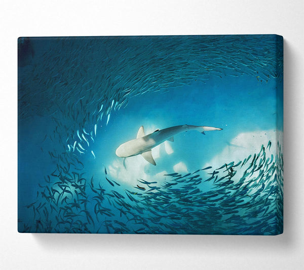  A Canvas Print of Avoiding the Shark Canvas Print