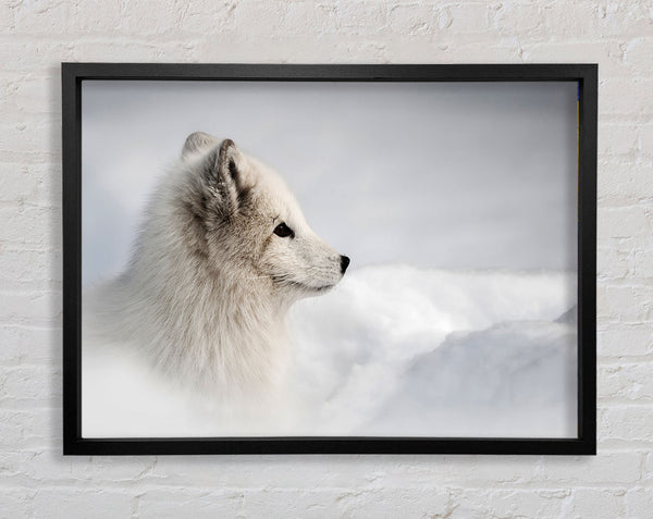Schneewunder Fuchs