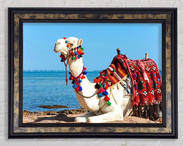 Camel Ride Framed Print