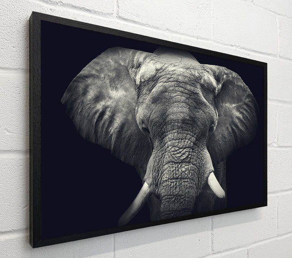 Majestical Elephant