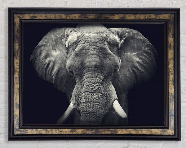 Majestical Elephant Framed Print
