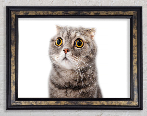 Cat Shock