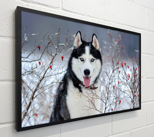 Husky Dog In The Winter