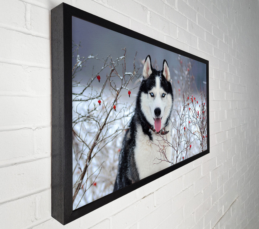  A Canvas Print of Husky Dog In The Winter Canvas Print