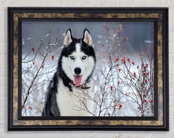 Husky Dog In The Winter Framed Print