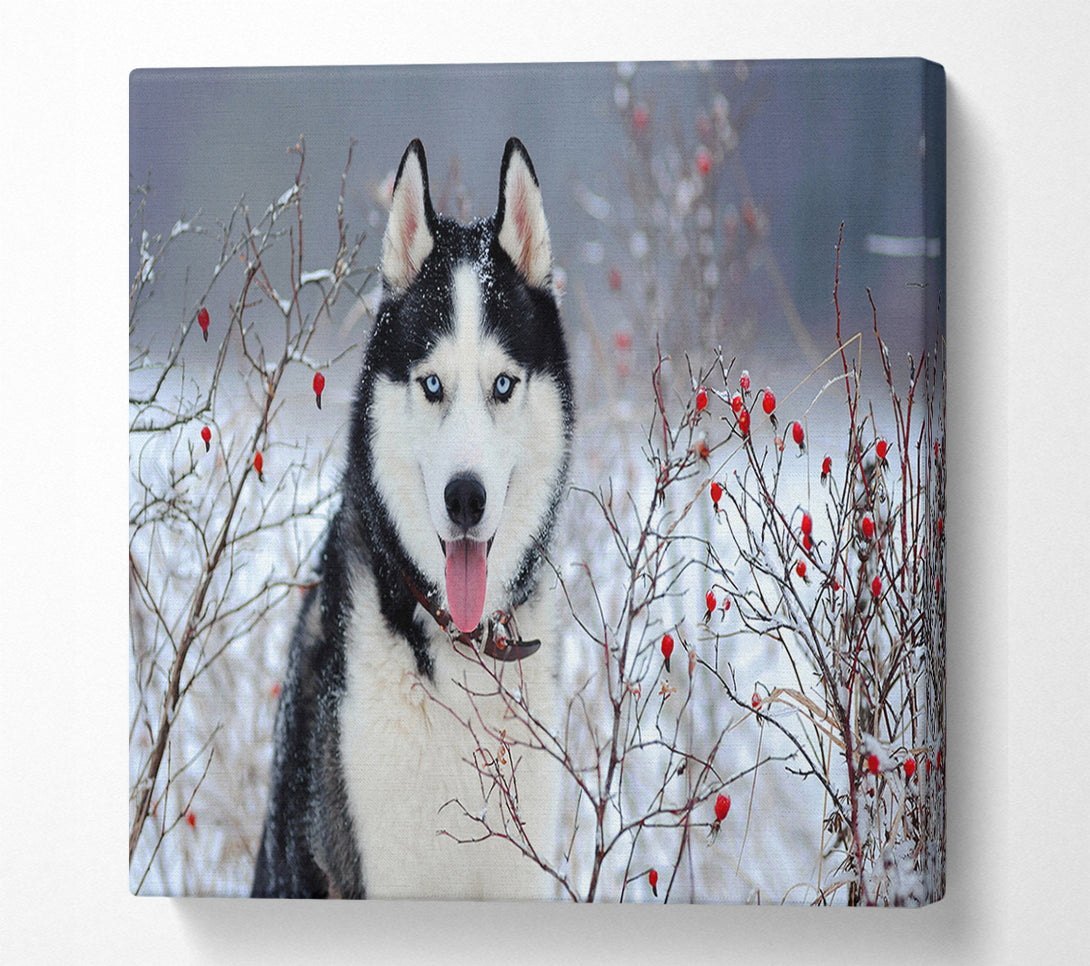 A Canvas Print of Husky Dog In The Winter Canvas Print