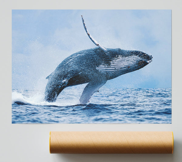 Whale Jump Print