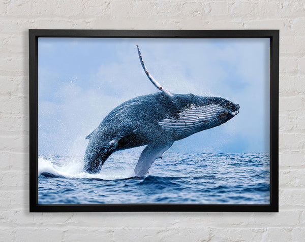Whale Jump Framed Print