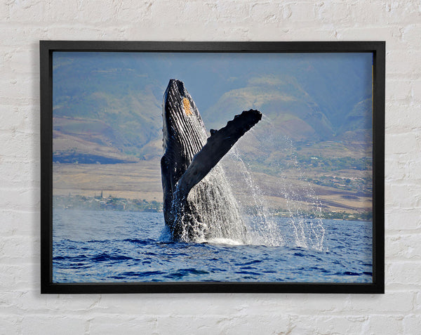 Whale Tail Framed Print