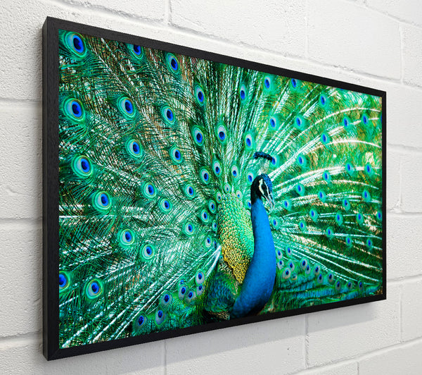 Peacock Feather Glory