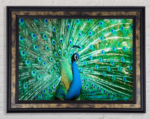 Peacock Feather Glory Framed Print