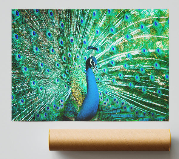 Peacock Feather Glory Poster