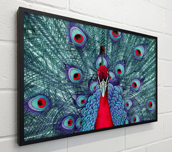 Peacock Beauty
