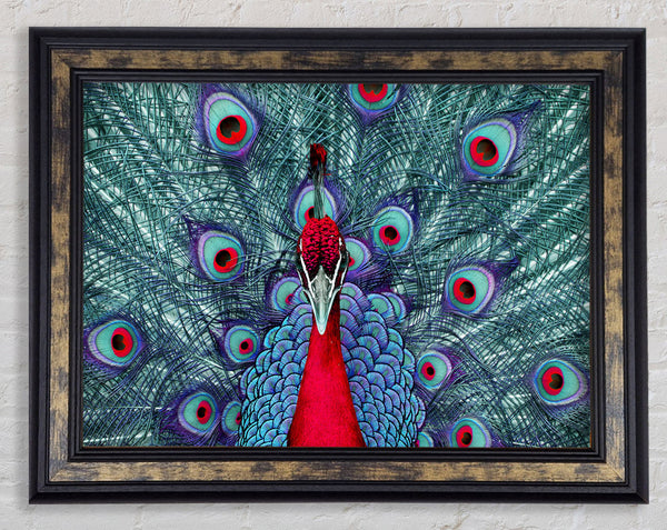 Peacock Beauty Framed Print