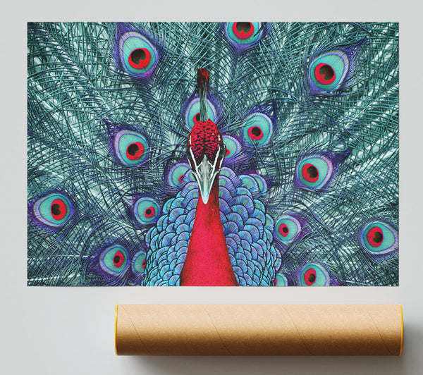 Peacock Beauty Poster