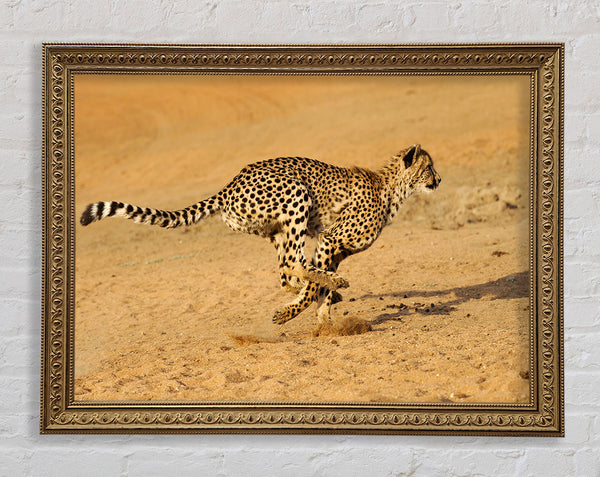 Cheetah Chase