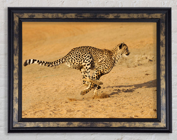 Cheetah Chase Framed Print