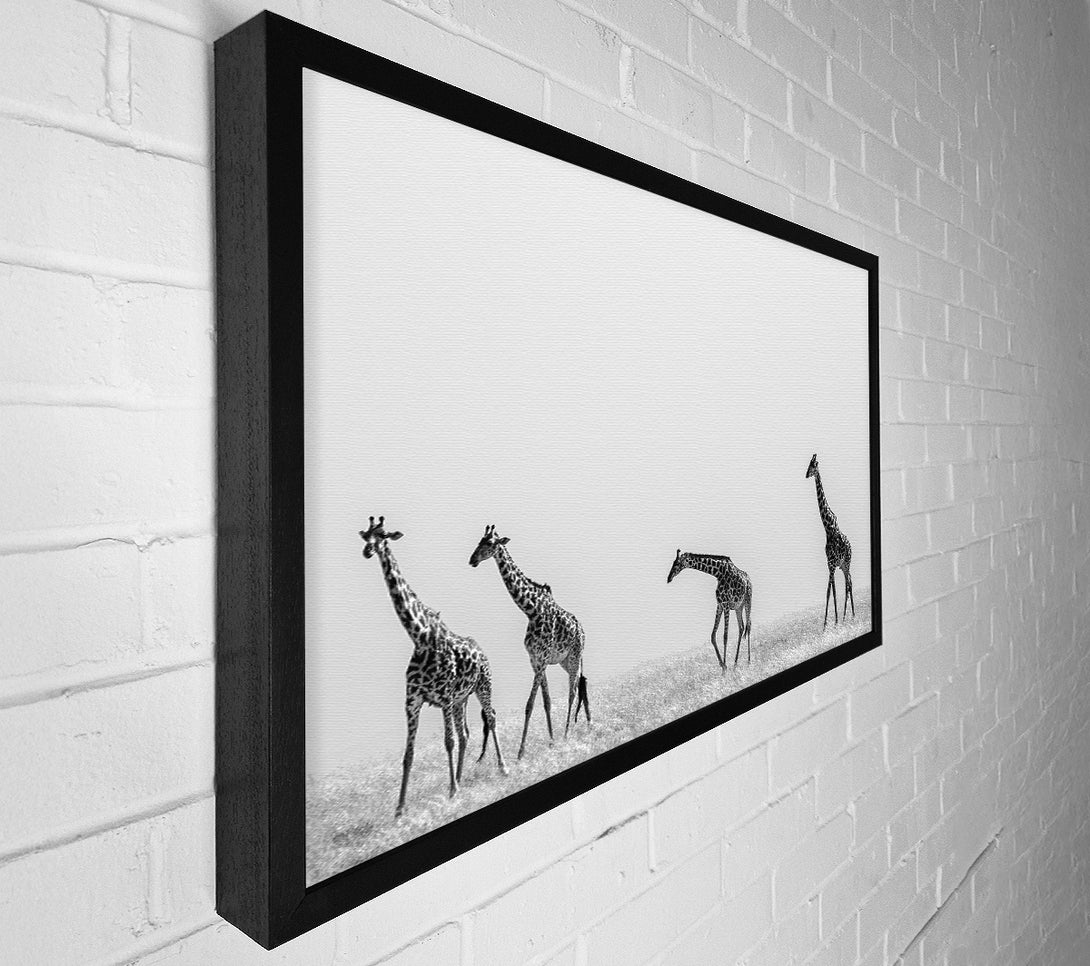  A Canvas Print of Giraffe Safari LineUp Canvas Wall Art